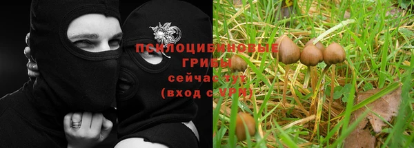 крисы Инта